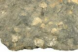 Pennsylvanian Fossil Brachiopod Plate - Kentucky #258812-1